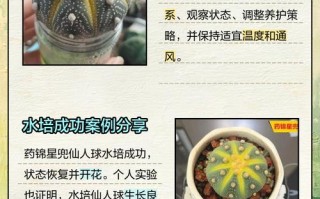 水培仙人球可以不换水么