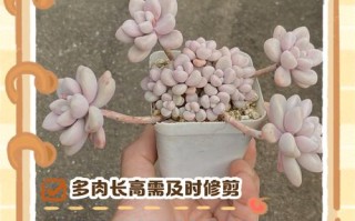 春季多肉如何养才能爆长？