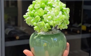 阳台盆栽花卉，选哪些好养又好看？