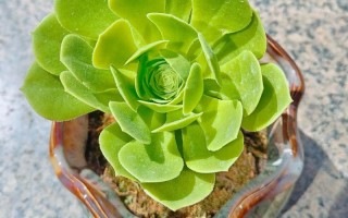 绿色多肉多久能出状态