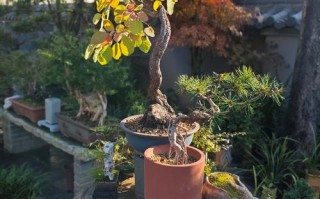 霜降后哪些盆栽能继续露天？