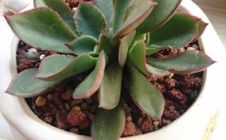 米纳斯多肉适合卧室养吗？