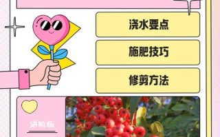 盆栽火棘冬季怎么养护？