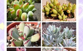 普通多肉名字图片大全有哪些常见品种？