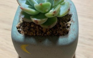 多肉叶片白点是病害还是正常现象？