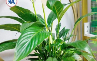 水培一帆风顺花分株步骤是什么？