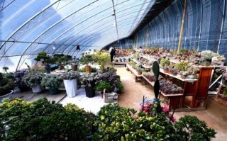 山东多肉植物大棚集中在哪些区域？