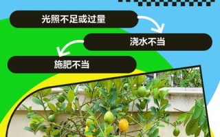 柠檬盆栽长大了怎么换盆养护？