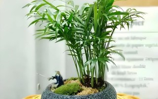 盆栽袖珍椰树能长多大？