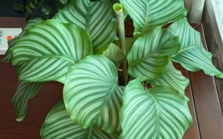 盆栽青苹果能晒太阳吗？