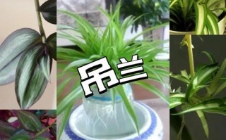 多肉吊兰有哪些品种？