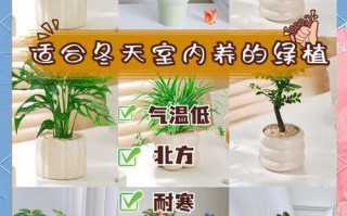 冬天适合养哪些植物盆栽？