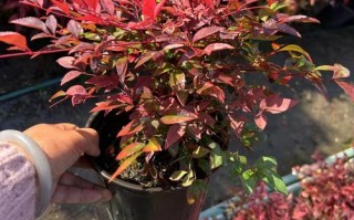 叶子变红的盆栽有什么