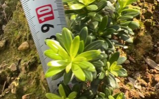 红翡翠小苗为何叫红翡翠？