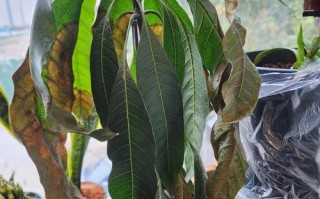 盆栽植物危害症状有哪些表现？