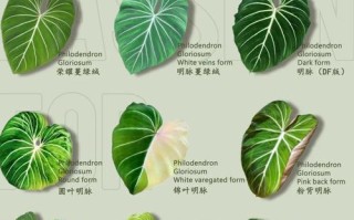 水培蔓绿绒榕怎么养才茂盛？