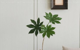 八角金盘水培怎么繁殖？