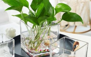 水培植物水里放这些东西