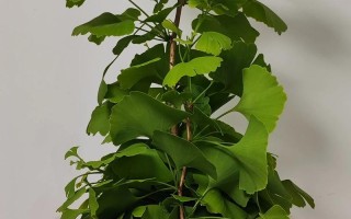 盆栽银杏怎么种才好活？