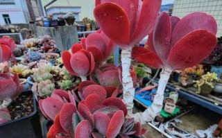 多肉蓝宝石为何会变红？