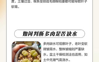 多肉淋雨后叶子变软咋办？