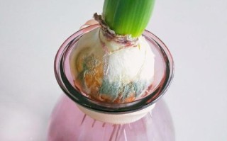 风信子水培烂心怎么救？