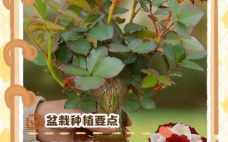 玫瑰花盆栽怎么养才能开得好？