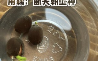 碗莲发芽后水培要注意什么？