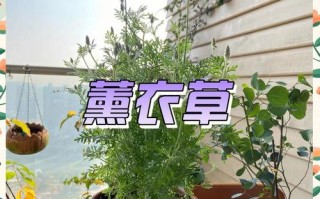 薰衣草花后修剪到底怎么剪？