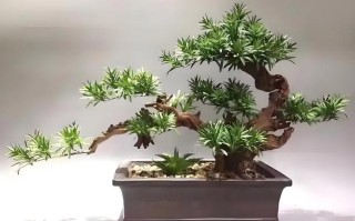 水培罗汉松杆变软发黄怎么办？