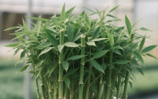 竹子盆栽有哪些常见品种及图片？