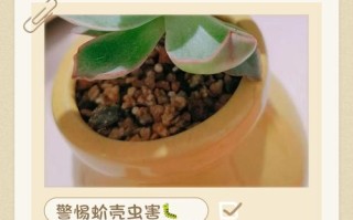 多肉虫害家庭咋处理？