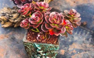 多肉巧克力方砖冻黑了