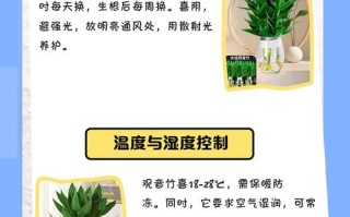 水培观音竹怎么养才能更旺？