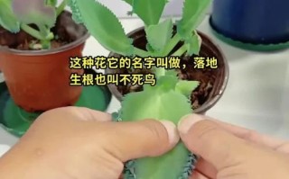 多肉水培生根后怎么种植