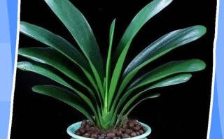 水培君子兰多久换一次水合适？