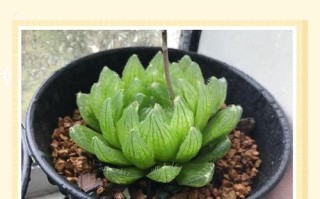 玉露徒长怎么办？如何有效预防？