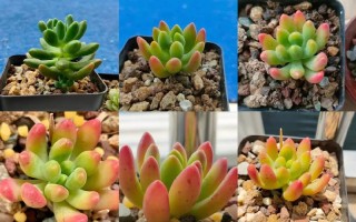 多肉植物几月繁殖最佳？