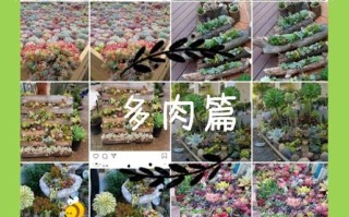 刚到货多肉怎么种？