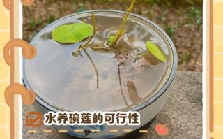 碗莲水培该用什么肥料？