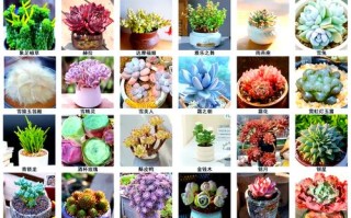 常见多肉植物有哪些？