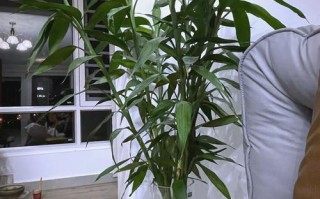 富贵竹长根后为何黄叶？