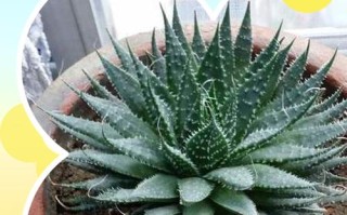 盆栽十二卷怎么养才出状态？