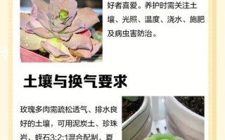 多肉小玫瑰怎么养才爆盆？