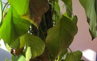 绿萝水培改土培，叶子蔫巴怎么办？