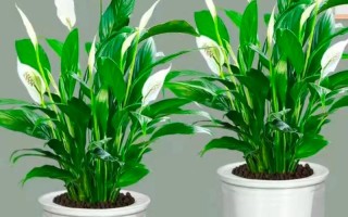 一帆风顺水培的养护方法