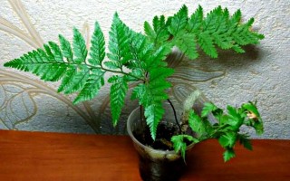 哪些植物盆栽生长方式最奇特？