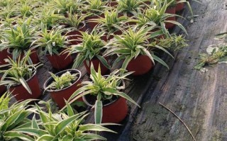 蚌埠哪里能批发到便宜盆栽花卉？