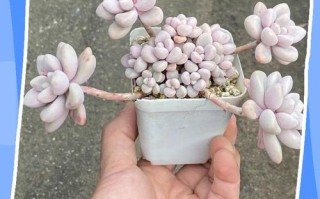 多肉植物寓意吉祥吗？