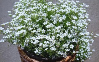满天星盆栽图片有哪些品种与养护技巧？